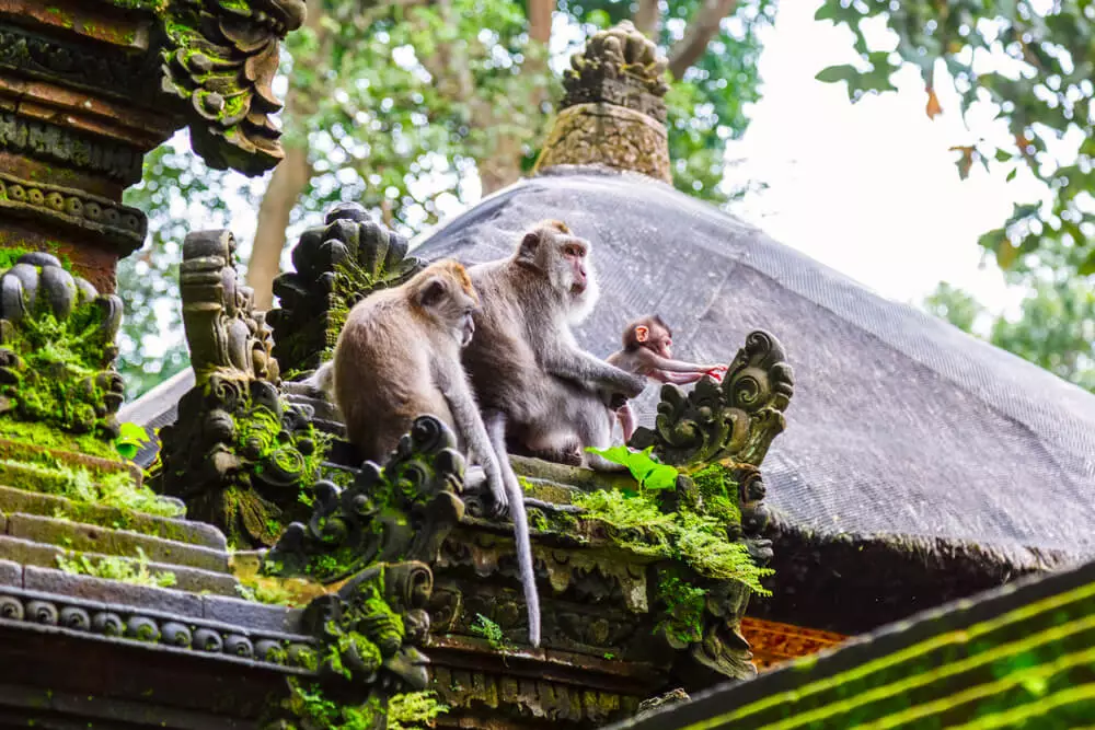 Monkey Forest Ubud
