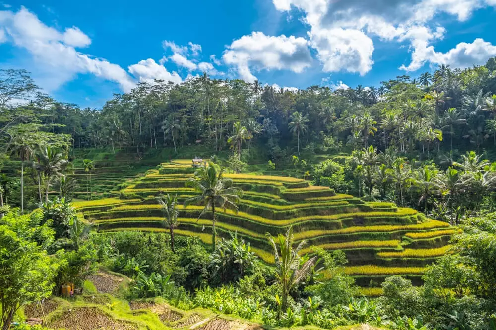 Rice Terraces Ubud