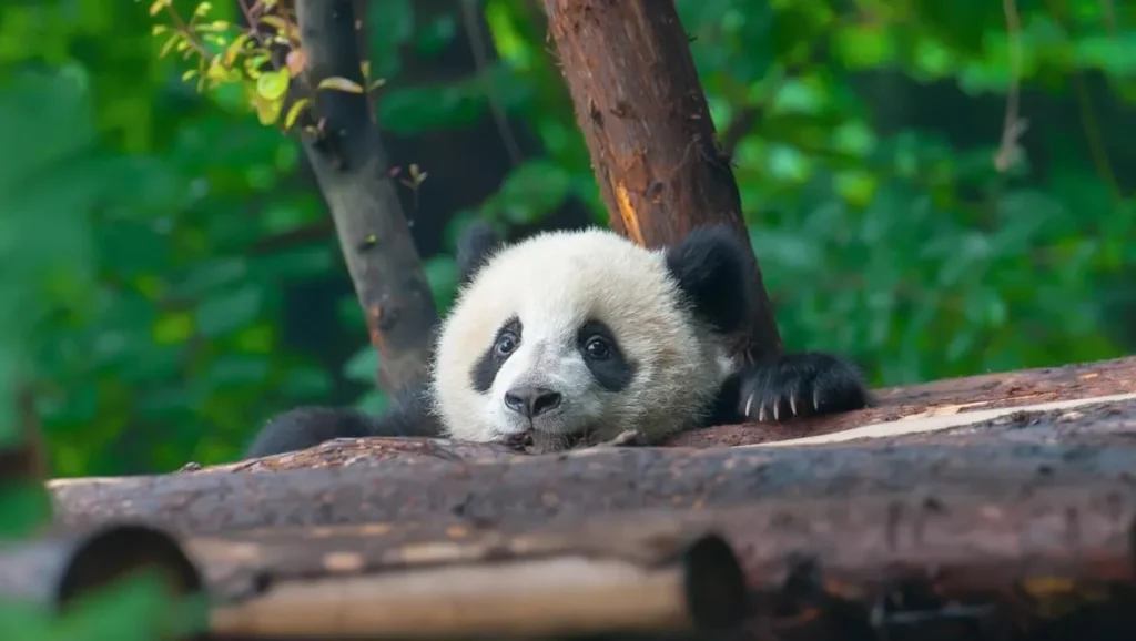 Smithsonian National Zoo